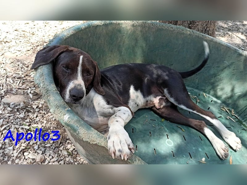 Apollo3 02/2020 (GRC) - ausgeglichener, hübscher Pointer-Mix sucht Zuhause!