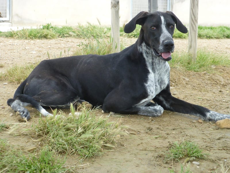 BRUNO - ein wahrer Menschenliebhaber sucht Nähe