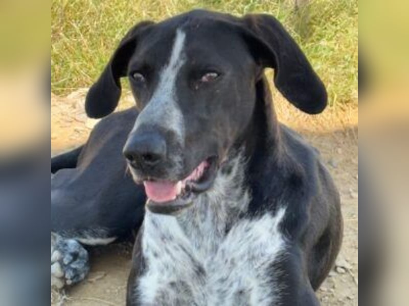 BRUNO - ein wahrer Menschenliebhaber sucht Nähe