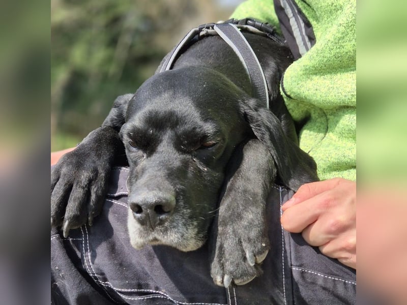 Biase - Kuscheln statt Kläffen - ein Gentleman sucht sein Happy End mit Sofagarantie