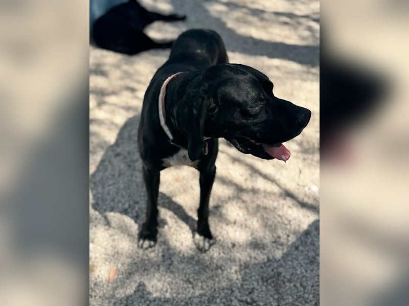 Leo, sucht seine Familie