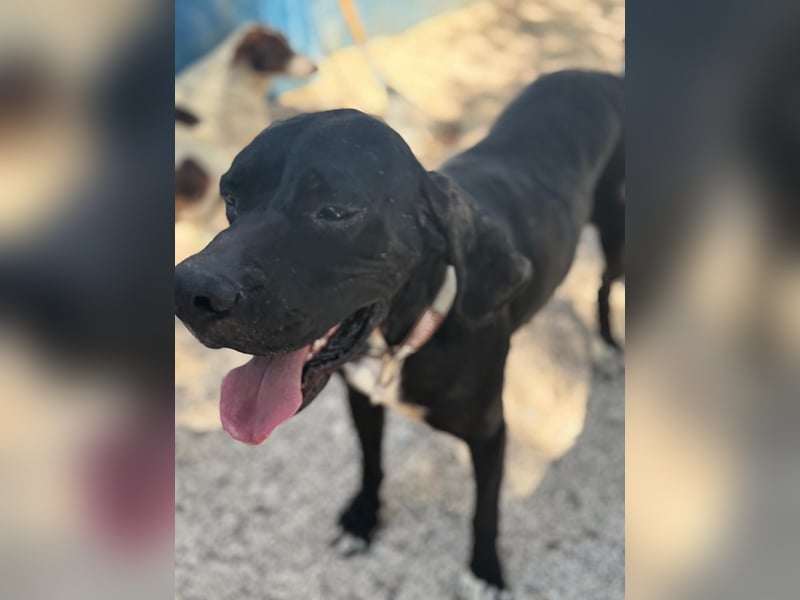Leo, sucht seine Familie