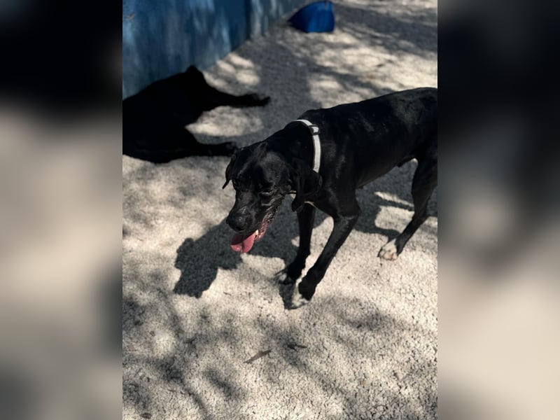 Leo, sucht seine Familie