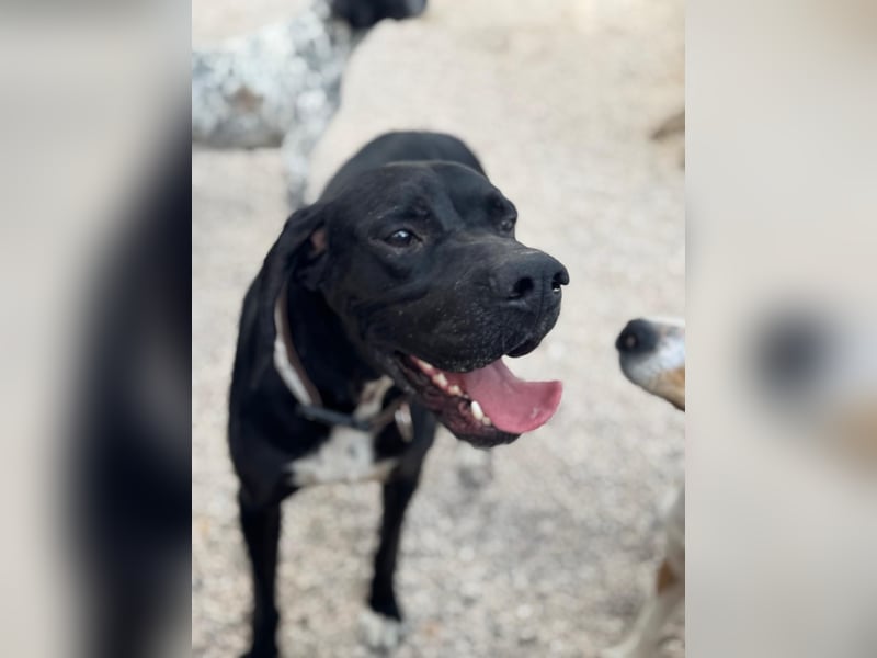 Leo, sucht seine Familie