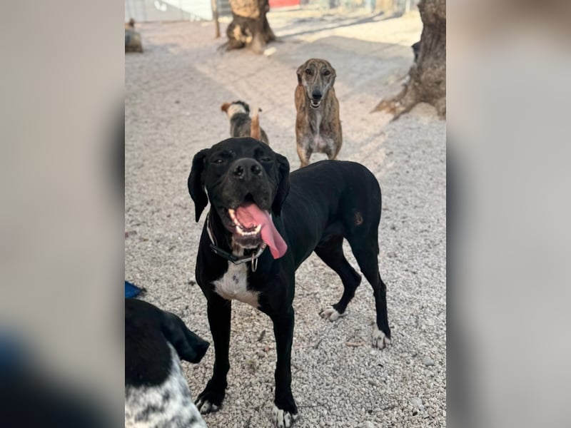 Leo, sucht seine Familie