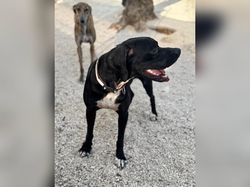 Leo, sucht seine Familie