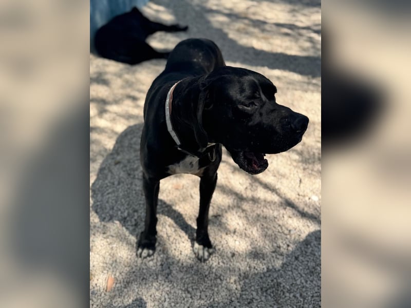 Leo, sucht seine Familie
