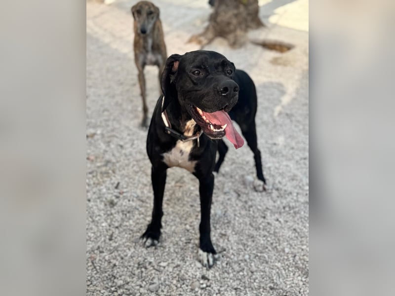 Leo, sucht seine Familie