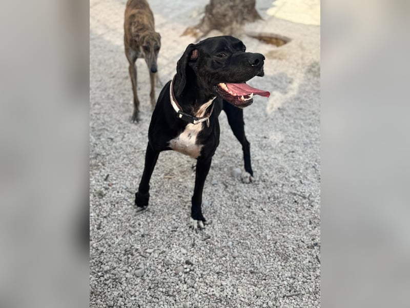Leo, sucht seine Familie
