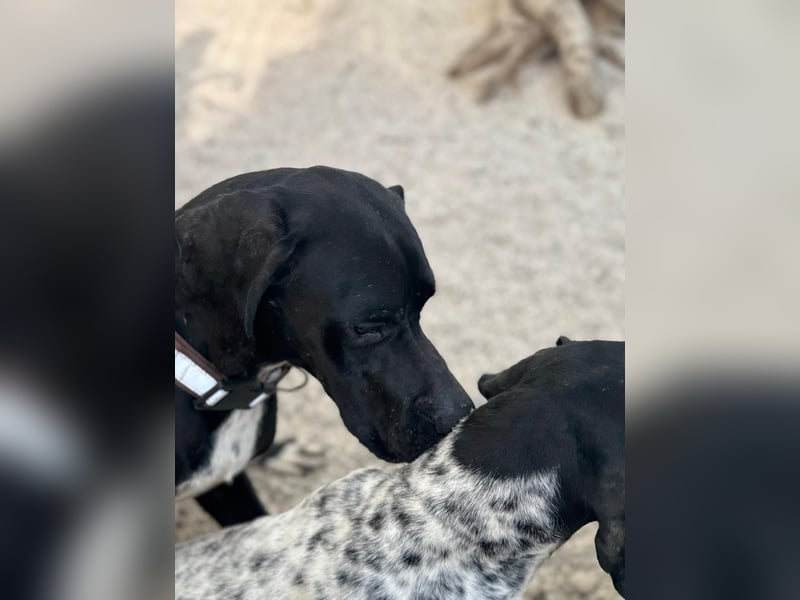 Leo, sucht seine Familie