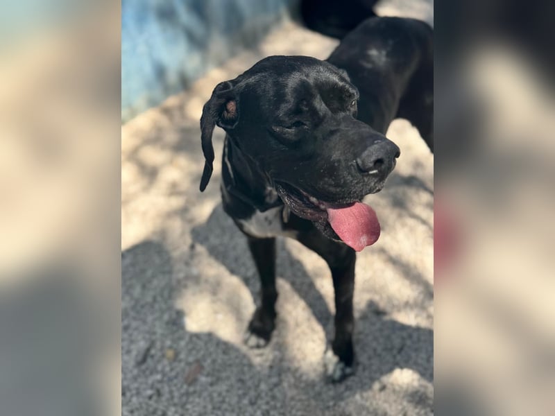 Leo, sucht seine Familie