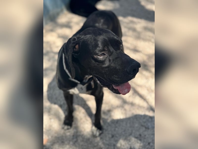 Leo, sucht seine Familie