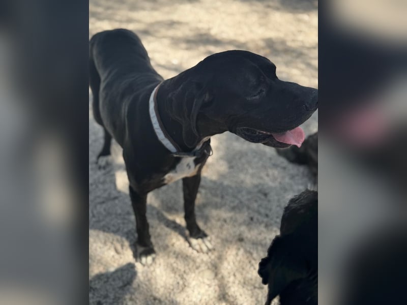 Leo, sucht seine Familie
