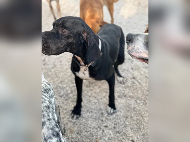 Leo, sucht seine Familie
