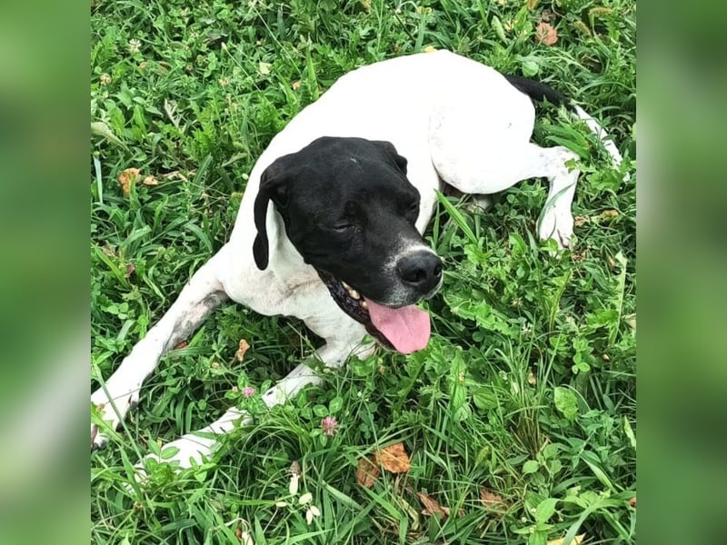 Kunta Kinte - ein ganz besonderer, freundlicher und gehorsamer Hund sucht ein liebevolles Zuhause