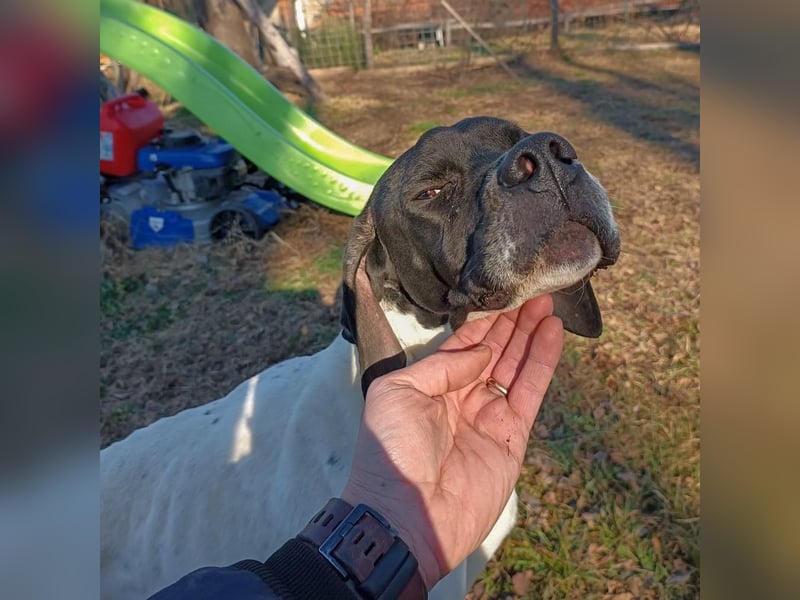 Kunta Kinte - ein ganz besonderer, freundlicher und gehorsamer Hund sucht ein liebevolles Zuhause 