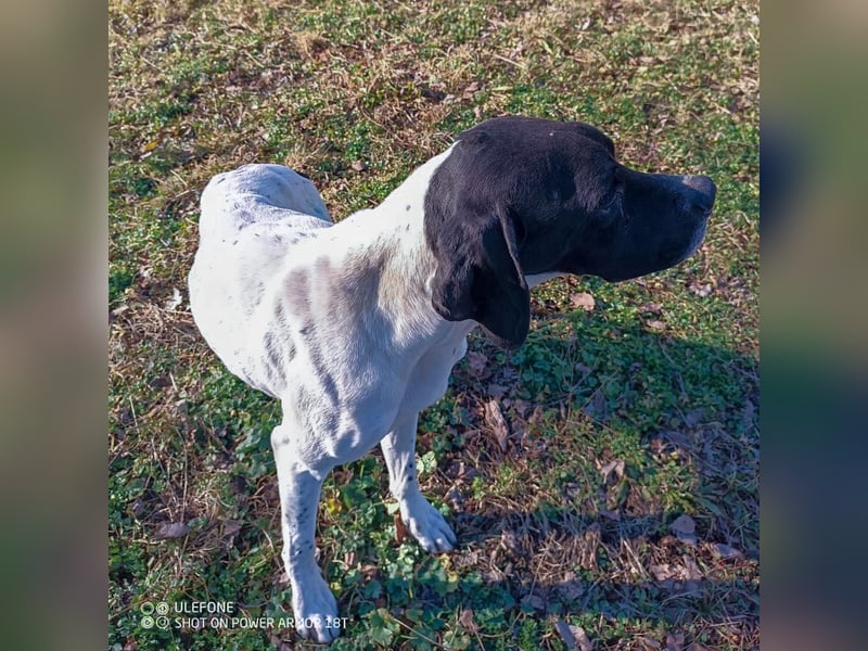 Kunta Kinte - ein ganz besonderer, freundlicher und gehorsamer Hund sucht ein liebevolles Zuhause 