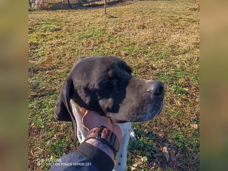 Kunta Kinte - ein ganz besonderer, freundlicher und gehorsamer Hund sucht ein liebevolles Zuhause 