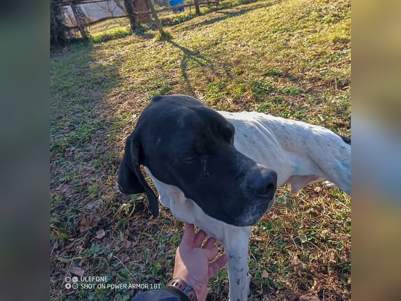 Kunta Kinte - ein ganz besonderer, freundlicher und gehorsamer Hund sucht ein liebevolles Zuhause 
