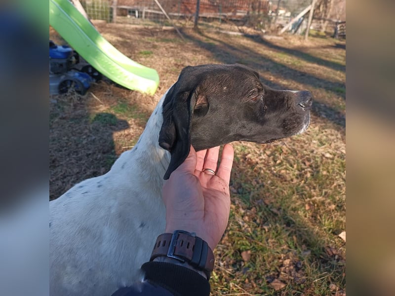 Kunta Kinte - ein ganz besonderer, freundlicher und gehorsamer Hund sucht ein liebevolles Zuhause 