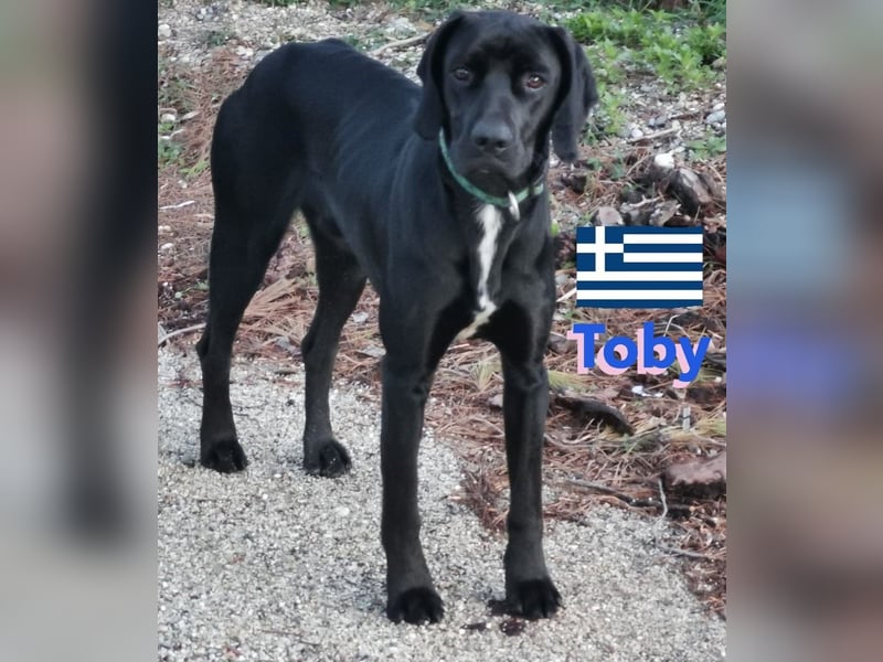 !!NOTFALL!! Tommy u. Toby, geb.03/23 - hübsche Pointer-Brüder suchen ihre Famlie