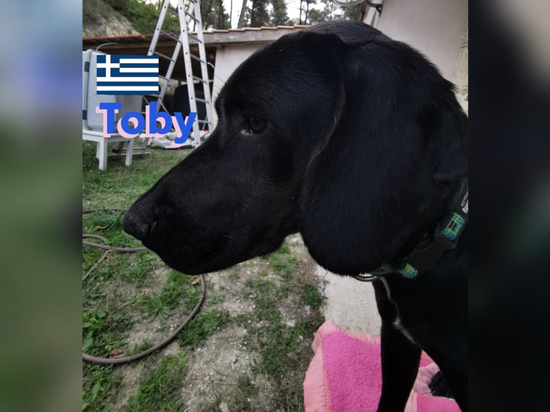 !!NOTFALL!! Tommy u. Toby, geb.03/23 - hübsche Pointer-Brüder suchen ihre Famlie