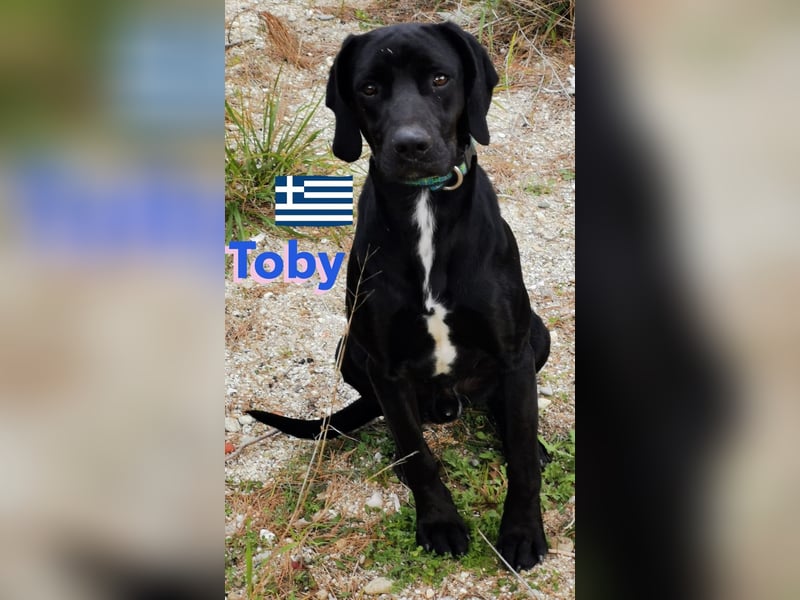 !!NOTFALL!! Tommy u. Toby, geb.03/23 - hübsche Pointer-Brüder suchen ihre Famlie