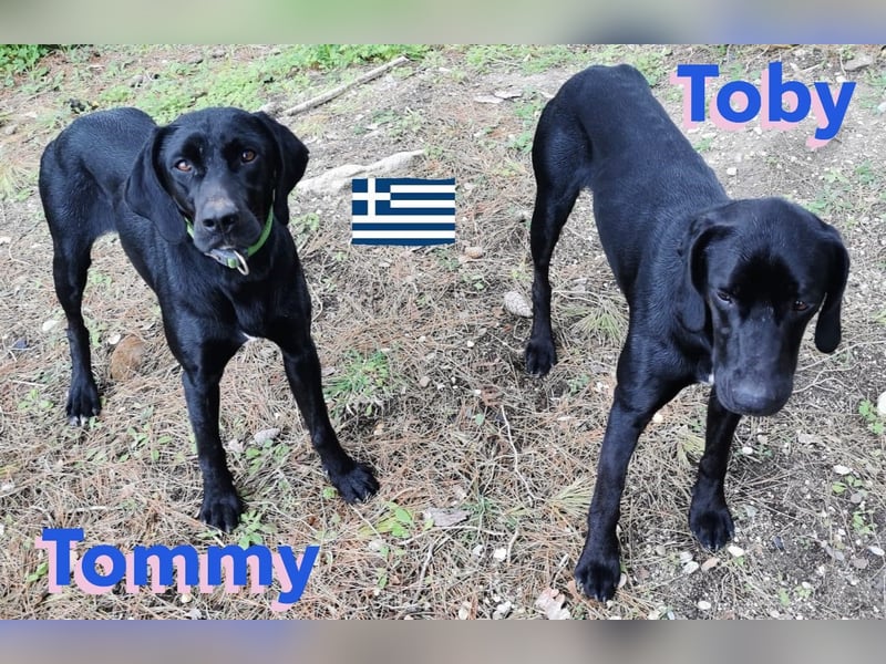 !!NOTFALL!! Tommy u. Toby, geb.03/23 - hübsche Pointer-Brüder suchen ihre Famlie