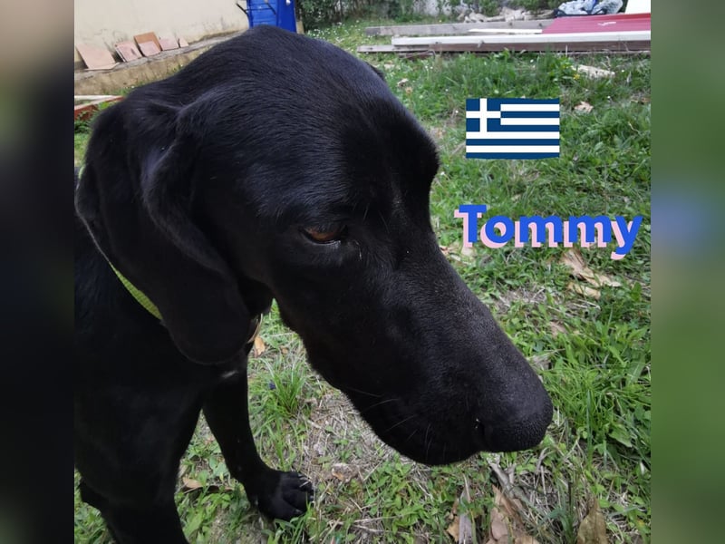 !!NOTFALL!! Tommy u. Toby, geb.03/23 - hübsche Pointer-Brüder suchen ihre Famlie