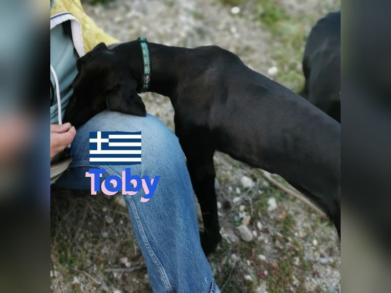 !!NOTFALL!! Tommy u. Toby, geb.03/23 - hübsche Pointer-Brüder suchen ihre Famlie