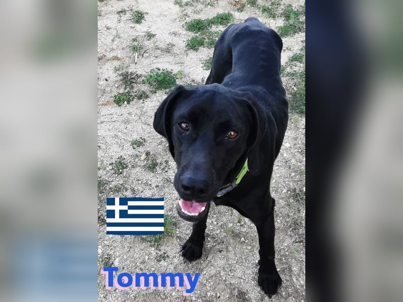 !!NOTFALL!! Tommy u. Toby, geb.03/23 - hübsche Pointer-Brüder suchen ihre Famlie