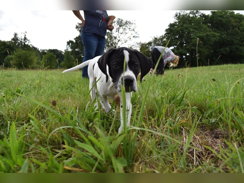 Aryck, 11 Wochen alter Pointer Welpe sucht noch nach neuem Wirkungskreis (VDH/FCI-Papiere)