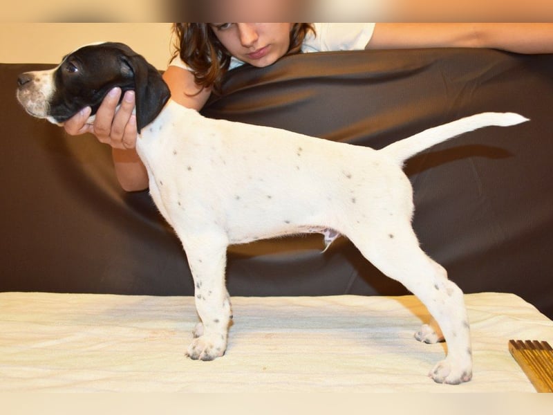 Aryck, 11 Wochen alter Pointer Welpe sucht noch nach neuem Wirkungskreis (VDH/FCI-Papiere)