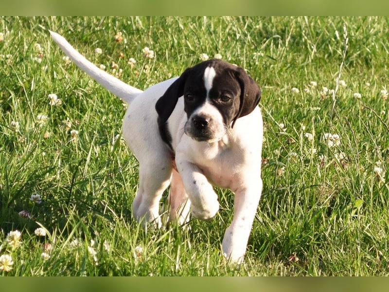 Aryck, 11 Wochen alter Pointer Welpe sucht noch nach neuem Wirkungskreis (VDH/FCI-Papiere)