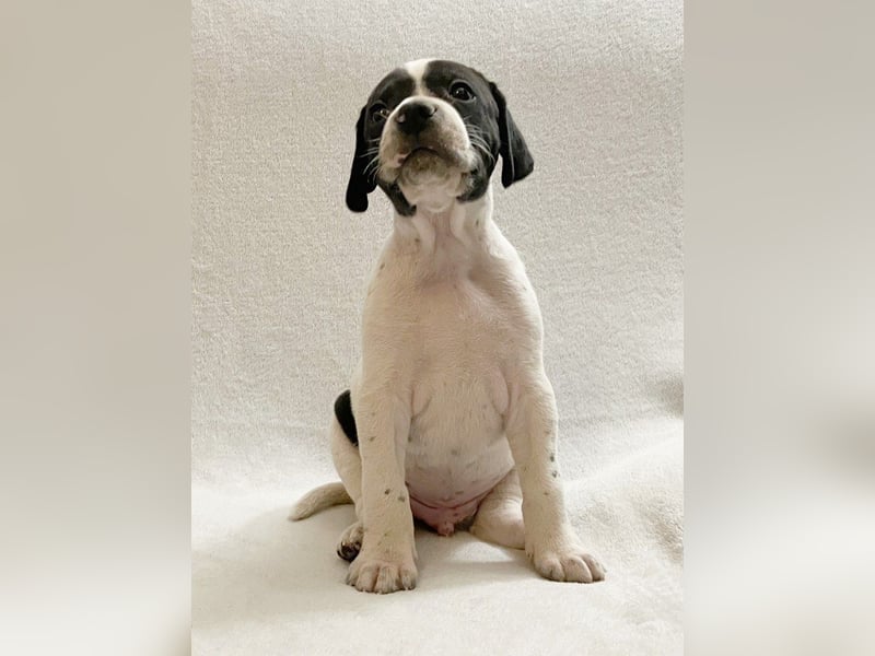 Aryck, 11 Wochen alter Pointer Welpe sucht noch nach neuem Wirkungskreis (VDH/FCI-Papiere)