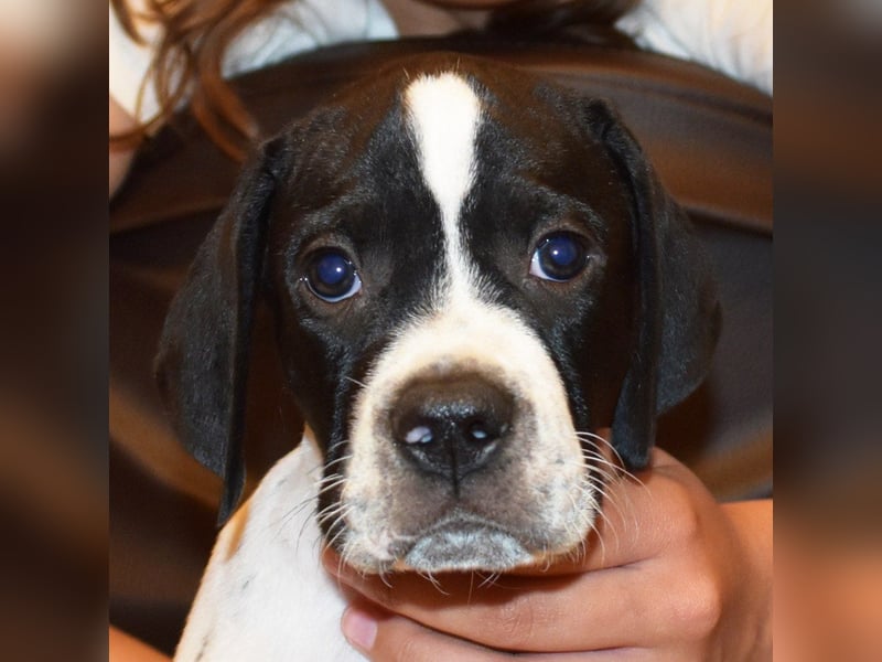 Aryck, 11 Wochen alter Pointer Welpe sucht noch nach neuem Wirkungskreis (VDH/FCI-Papiere)