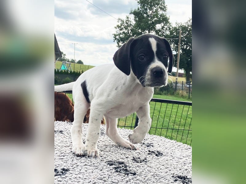 Aryck, 11 Wochen alter Pointer Welpe sucht noch nach neuem Wirkungskreis (VDH/FCI-Papiere)
