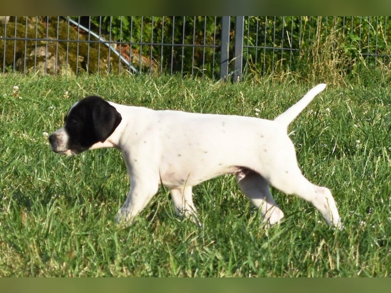Aryck, 11 Wochen alter Pointer Welpe sucht noch nach neuem Wirkungskreis (VDH/FCI-Papiere)