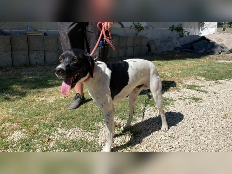 Dick - Zarte Seele sucht ein Zuhause