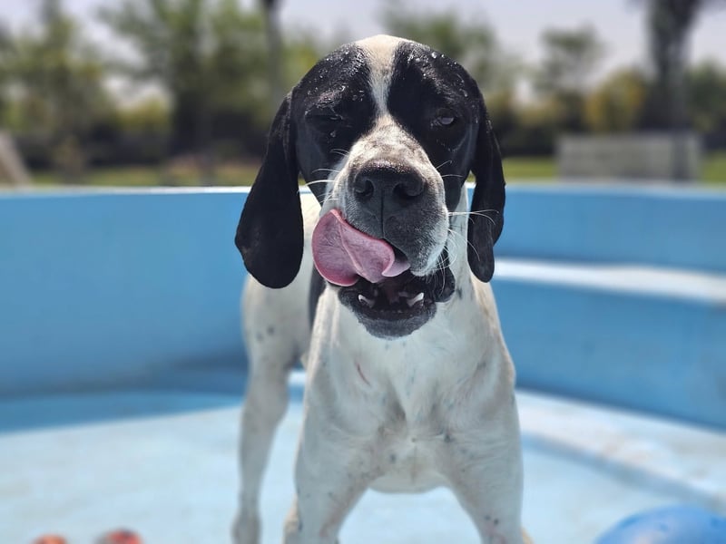 BANDITO ❤️ uuuunglaublich liebevoller Pointer