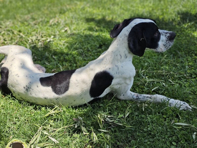 BANDITO ❤️ uuuunglaublich liebevoller Pointer