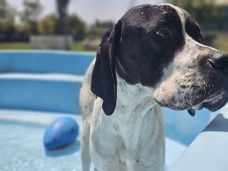 BANDITO ❤️ uuuunglaublich liebevoller Pointer