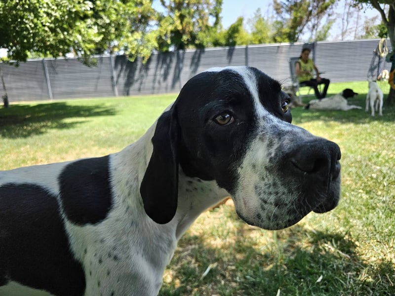 BANDITO ❤️ uuuunglaublich liebevoller Pointer