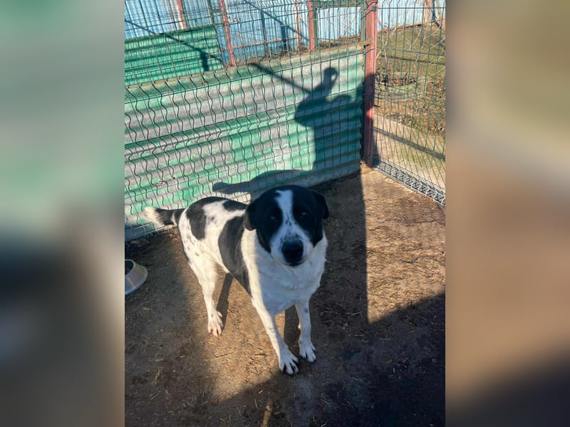 Bandit - freundlicher Schmusebär