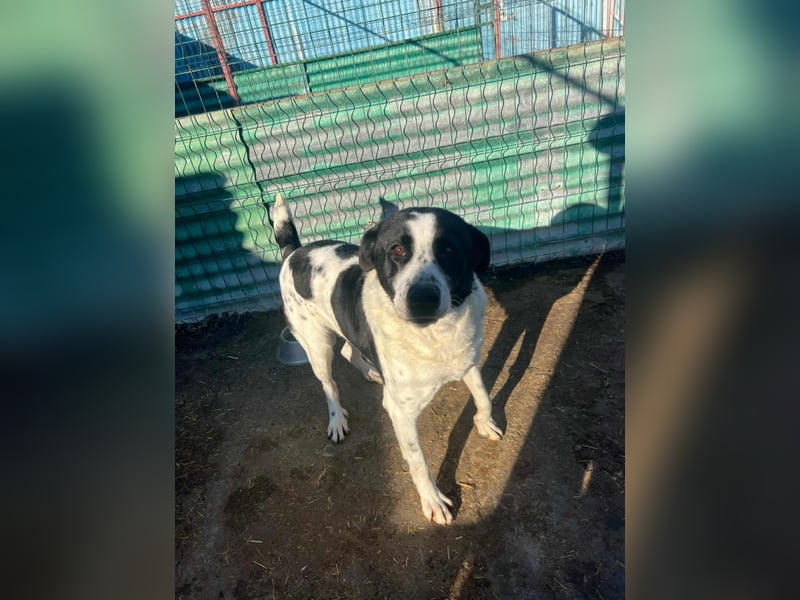 Bandit - freundlicher Schmusebär