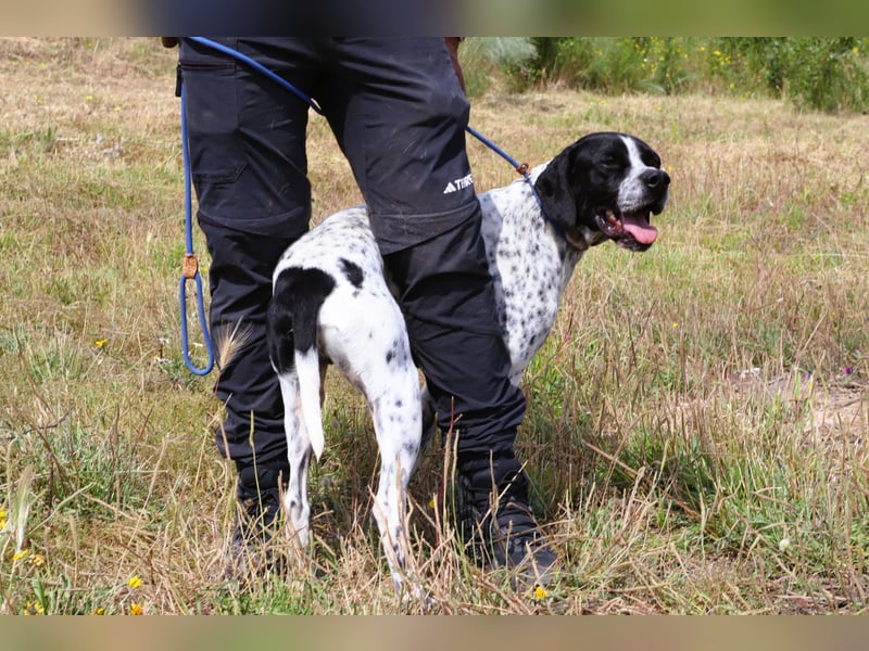 Pintas, Englischer Pointer, lieb und verträglich