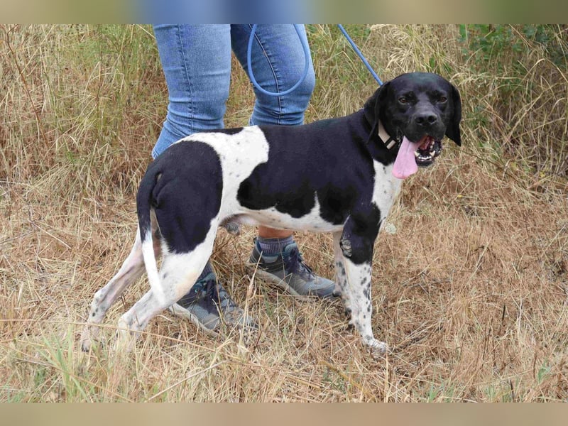 Douglas,  Pointer-Mix, lieb und sozial