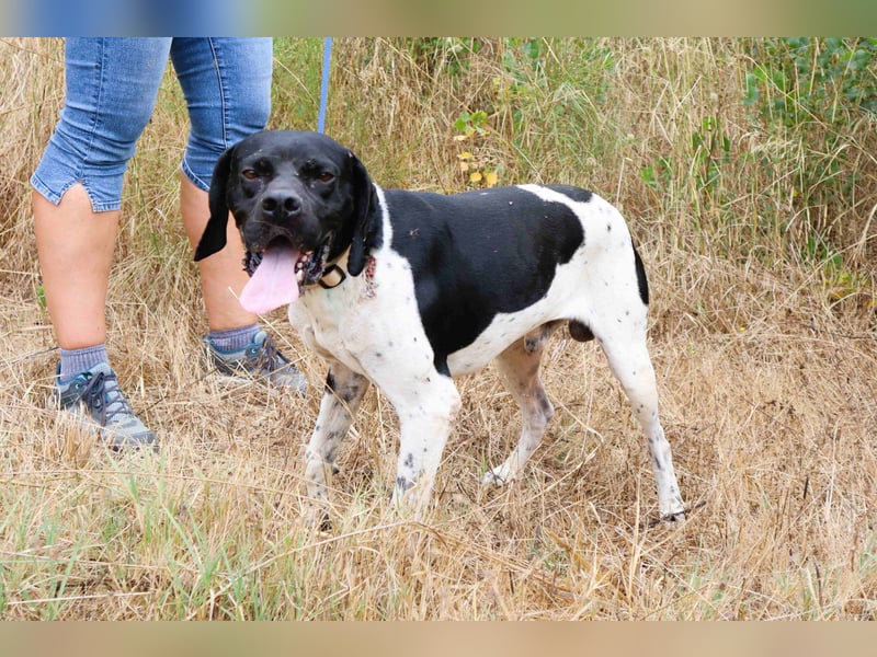 Douglas,  Pointer-Mix, lieb und sozial