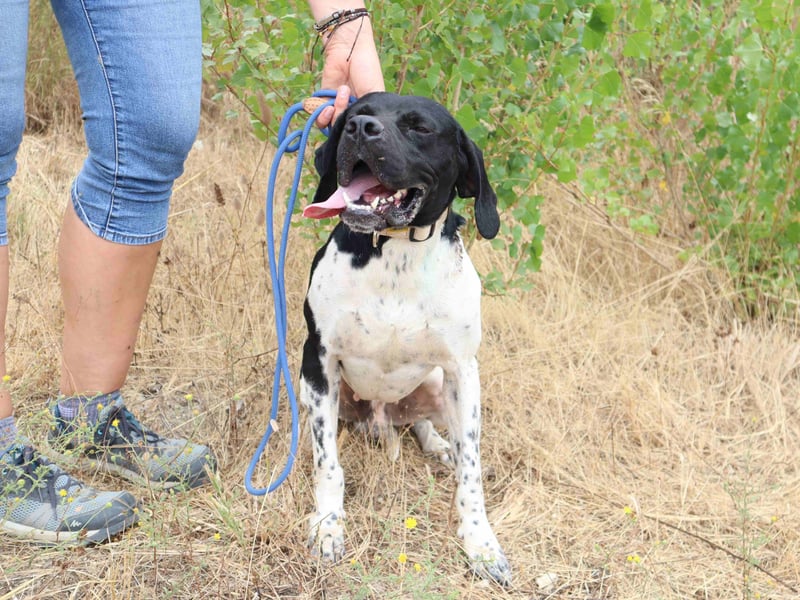 Douglas,  Pointer-Mix, lieb und sozial