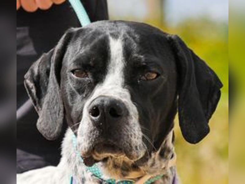 Pintas, Englischer Pointer, lieb und verträglich